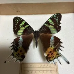 昆虫標本】ニシキオオツバメガ ガラスケース入り - メルカリ