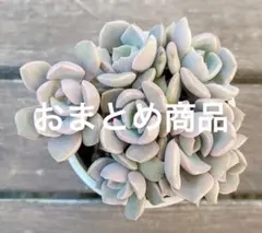 しほ様 リクエスト 2点 まとめ商品