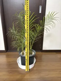 ⑧ 特選品割引販売‼︎ 高さ約90㎝幹が太く葉が多いフェニックス・ロベレニー8号 ⑧ 特選品割引販売‼︎ 高さ約90㎝幹が太く葉が多いフェニックス