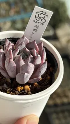 ココニコ苗 ココベリア 命名株 cerisier スリジエ 札付き 2025年最新