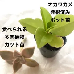 ⑥栄養満点　食べられる多肉植物　カット苗　＆　オカワカメ　ポット苗　緑のカーテンのサムネイル