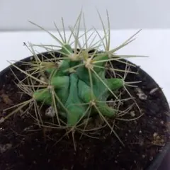 M19様 リクエスト 2点 まとめ商品