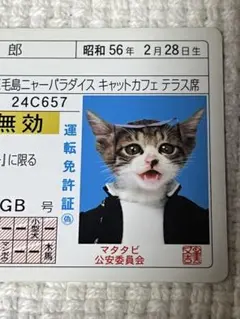 2026年最新】なめ猫 免許証 昭和の人気アイテム - メルカリ