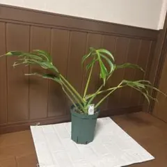 超絶希少❗️超美株❗️モンステラ バールマルクスフレーム✨ - メルカリ