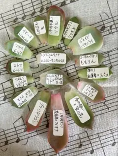 ❤️専用出品❤️リラシナ錦❤️ 葉挿しっ子抜き苗③ 2025年最新】リラシナ錦の人気アイテム - メルカリ