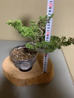 希少 蝦夷松 引き取り限定 - メルカリ