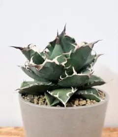 2026年最新】アガベ福建白鯨の人気アイテム - メルカリ