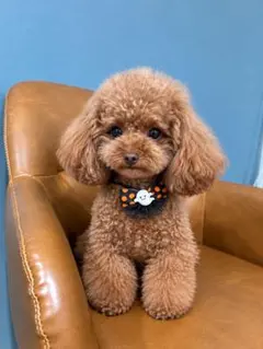 ハロウィン ゴースト チョーカー 犬用アクセサリー