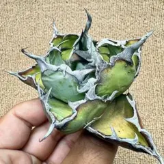 Lj_plants】Z686アガベ チタノタ 拇指嚴龍 極上強棘 - メルカリ