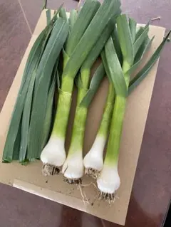 すぐ植え付け 芽出し にんにく 5苗 家庭菜園 健康野菜 ニンニク 自然