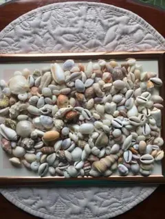 貝殻詰め合わせ★395g