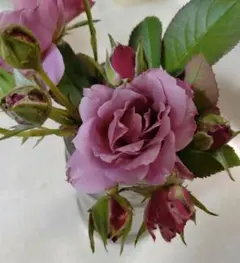 バラ苗 薔薇 さし木苗 中大輪 強香 四季咲き 匿名発送 - メルカリ