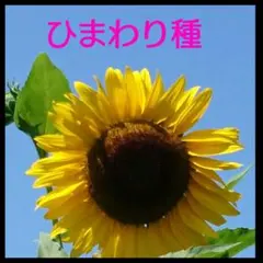 ひまわり種