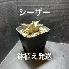 2026年最新】アガベ シーザー 子株の人気アイテム - メルカリ