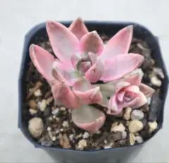シンデレラ 抜き苗 多肉植物 パキフィツム - メルカリ