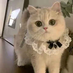 Item thumbnail for item bec8e3ae-cbf3-4647-869f-dc211f9109ab