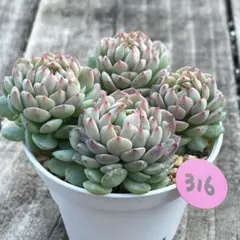 いつも元気様 リクエスト 2点 まとめ商品