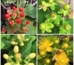 9☘️ヒペリカム苗☘️　❤抜き苗❤　選べるおまけつき　無農薬 9☘️ヒペリカム苗☘️ ❤抜き苗❤ 選べるおまけつき 無農薬