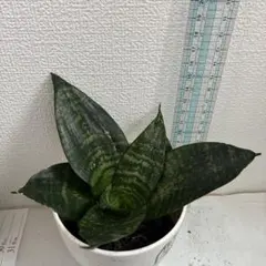 2025年最新】サンスベリアの人気アイテム - メルカリ