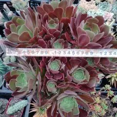 多肉植物緑カシミヤの法師古株8頭 - メルカリ