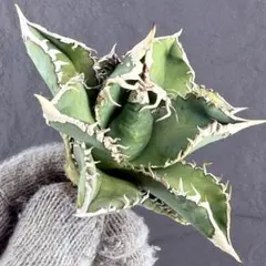 2026年最新】白豪刺の人気アイテム - メルカリ