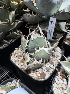 AGAVE TITANOTA FO-76 実生株 AGAVE TITANOTA FO-76 実生株 子株 - メルカリ
