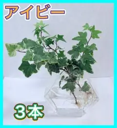 アイビー★観葉植物のサムネイル