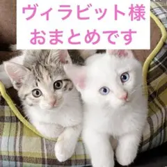 ヴィラビット様 リクエスト 3点 まとめ商品