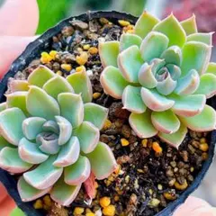 確認用　④ブルーサプライズ×赤辺プリドニス抜き苗　発送方法②　多肉 No83 メキシコプリドニス×ブルーサプライズ 抜き苗 発送方法② 多肉
