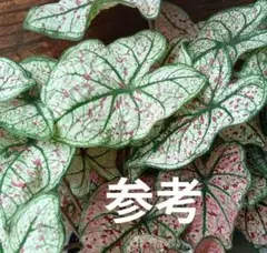 カラジューム　スプラッシュオブワイン　抜き苗　第４種発送のサムネイル