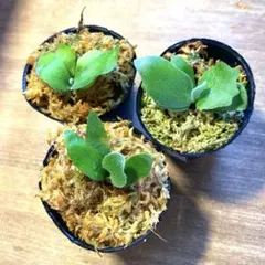 2025年最新】ビカクシダOMGの人気アイテム - メルカリ