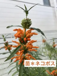 Puntini様 確認用 Puntiniレオノチス・レオヌルス苗 leonotis_02