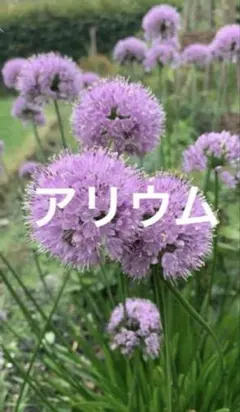 アリウム 苗 球根 3株セット　匿名配達　追跡ありのサムネイル