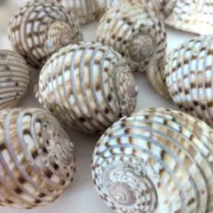 貝殻セット
