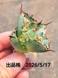 2026年最新】アガベまとめ売りの人気アイテム - メルカリ