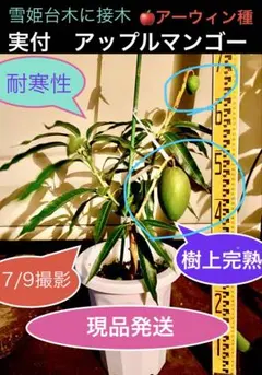 実付アップルマンゴー 苗木 耐寒性雪姫台木アーウィン種 実付アップルマンゴー 苗木 耐寒性雪姫台木アーウィン種 - メルカリ