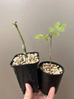 【灌木挿木セット】プセウドボンバックス・エリプティク、ブルセラ・ファガロイデスのサムネイル