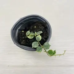 ＊いぶきさま＊お取り置き 　ホヤ　カーティシー　観葉植物 いぶきさま＊お取り置き ホヤ カーティシー 観葉植物 - メルカリ