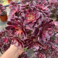 Top【選抜株】多肉植物 264061アエオニウム ウィッチ綴化 12個 鉢無し