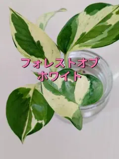 みーのん☆様 リクエスト 2点 まとめ商品