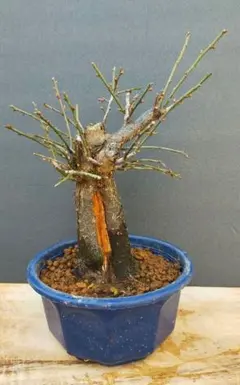 2026年最新】梅盆栽 思いのままの人気アイテム - メルカリ