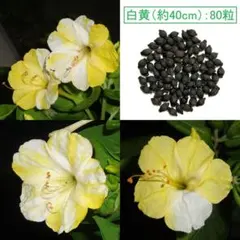 白・黄絞りのおしろい花／オシロイバナ／白粉花から採取した種【ホワイト×イエロー】のサムネイル