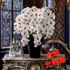 光触媒　人工観葉植物　フェイクグリーン　プレミアム胡蝶蘭７本立W／abのサムネイル