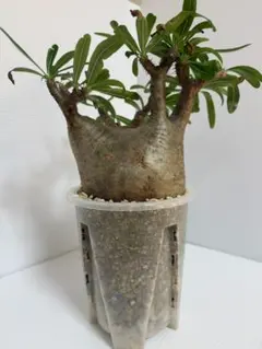 コレクション株　パキポディウム・グラキリス　塊根植物 コーデックス グラキリス