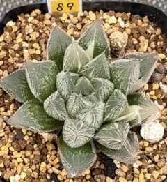 多肉植物 ハオルチア 白雪絵巻錦 - メルカリ