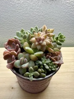 多肉植物 寄せ植え ブリキポット入りのサムネイル