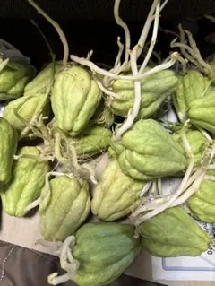 2026年最新】ハヤトウリ種の人気アイテム - メルカリ