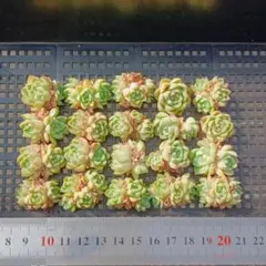 多肉植物 20個 2026-0616-MLJP-044 ホワイトスワン（白鳥） - メルカリ