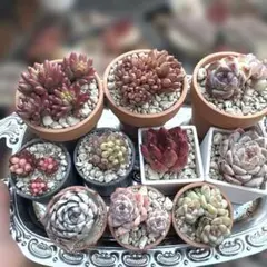 2026年最新】花火 多肉の人気アイテム - メルカリ