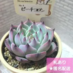 ゆいぴー様 リクエスト 2点 まとめ商品